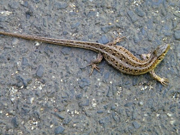 jednym słowem jaszczurka