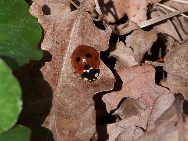 Starsza fotka Biedronka W tym roku jeszcze nie widziałem  Czyżby chemia rolnicza zadziałała