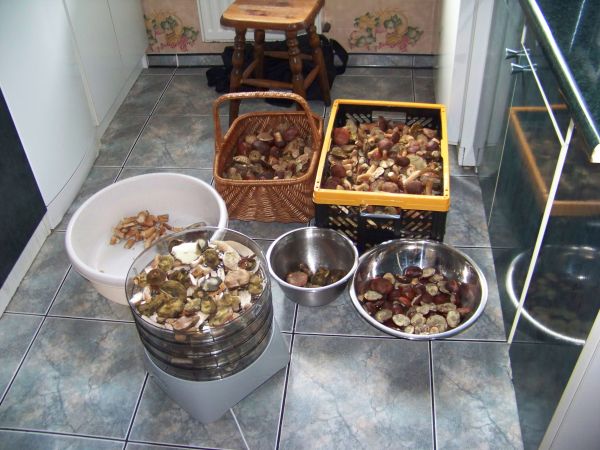 Blisko Bródzek są grzybne lasy