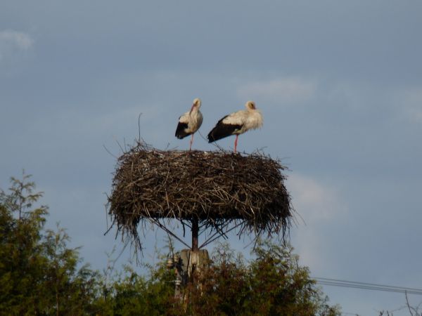 zdjecie Szymanowice Duże