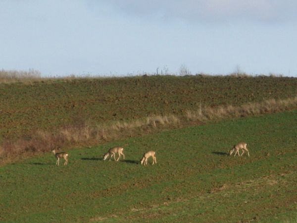 sarny zimą tworzą rudle - tak określa się wtedy ich stada - zalesione wzgórze Patryja - 541m npm - może być ostoją - koczowiskiem dla chmary / stada saren, lisó