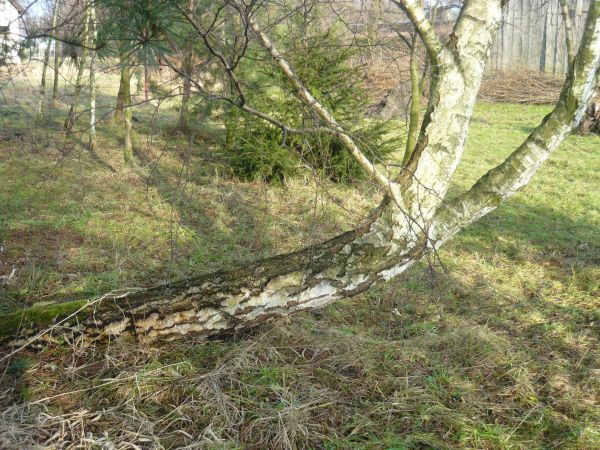 Na pochyłe drzewo...