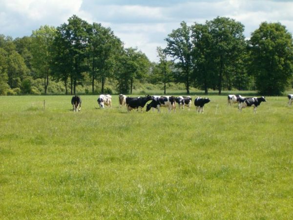 zdjecie Płatkownica