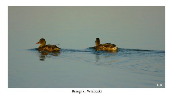 Brzegi k. Wieliczki 10