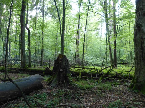 zdjecie Białowieża