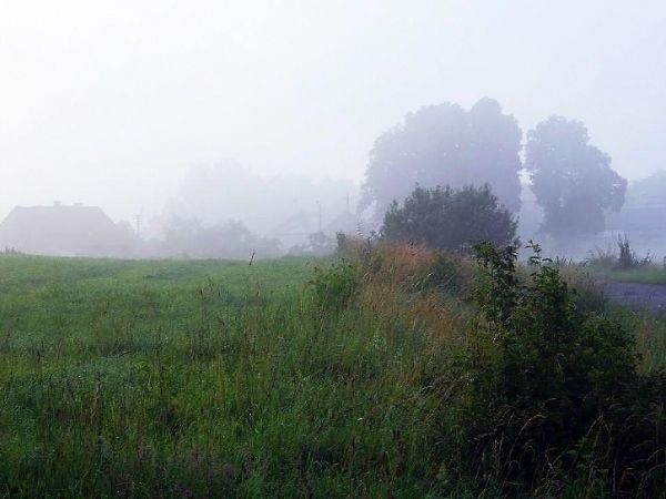 Olszówka/Olszak/ - lato.