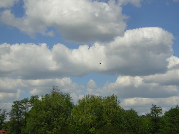 zdjecie Sulechów