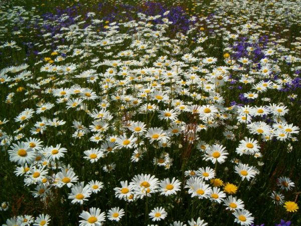 zdjecie Płatkownica