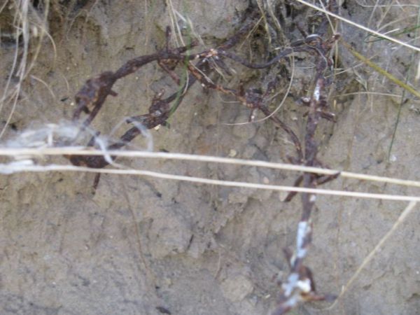 Schron nr 2 Armii "Pomorze". widoczne pozostałości po zasiekach - znajdujących się przy schronie.