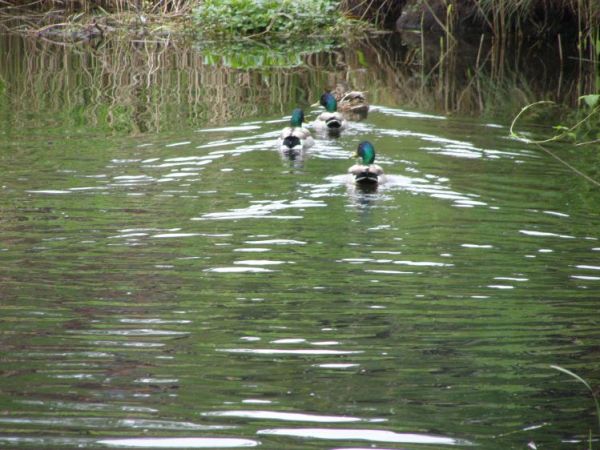 zdjecie Zalesie Górne