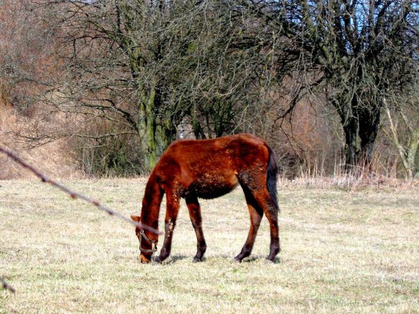 Konie (bez komentarza)