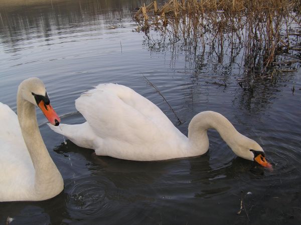 zdjecie Kończyce Małe