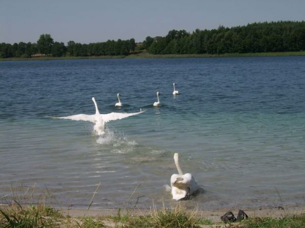 zdjecie Tręby Stare