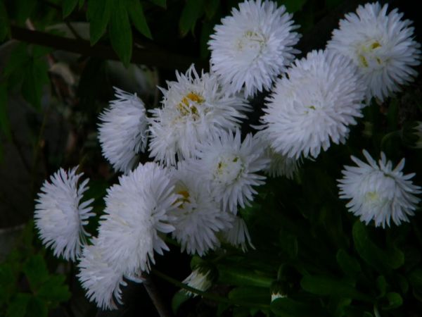 te już śpią róża nie daje za wygraną