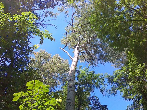 Biosfera  nad Wisłą posiada  naturalne  piękno i  tak potrzebną  ciszę a to mówi o Bogu - Stwórcy .