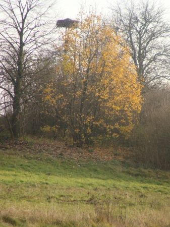 Opuscily gniazdo- wiosna don powroca