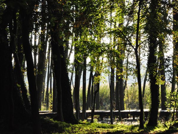 Wolsztyn, Park nad jeziorem Wolsztyńskim oraz pomosty spacerowe.