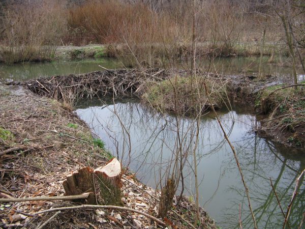 żeremia to pewnie na obu widocznych akwenach, tamą przedzielonych - a dlaczego ? - czyżby dwie kolonie ? - a na takiej tamie - bywa, że gniazdo kaczek bo czują