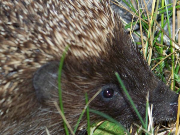 Bystre oko nocnego łowcy
