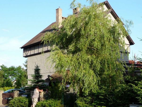 Okolica tonie w zieleni.