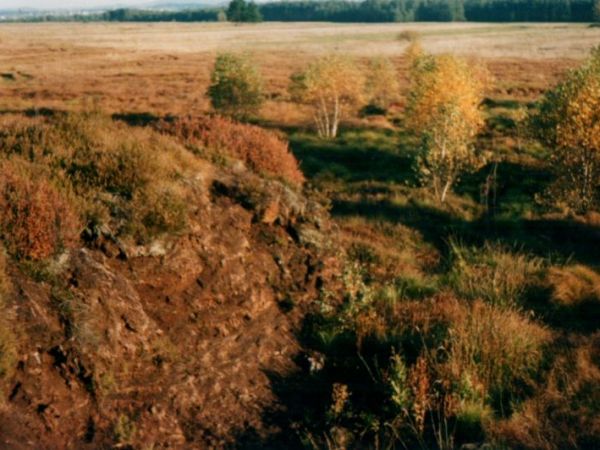 Torfowisko wysokie