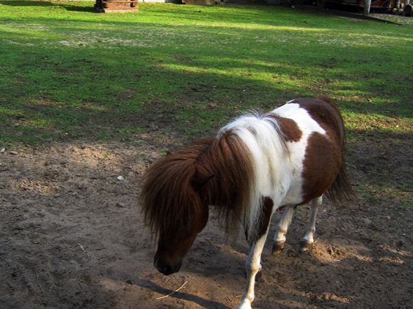 zdjecie Choszczówka Stojecka