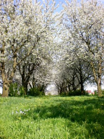 Sad czereśniowy...