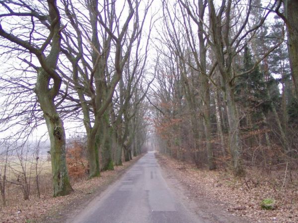 Stara, wysadzana dębami droga do Zaskoczyna od strony Domachowa