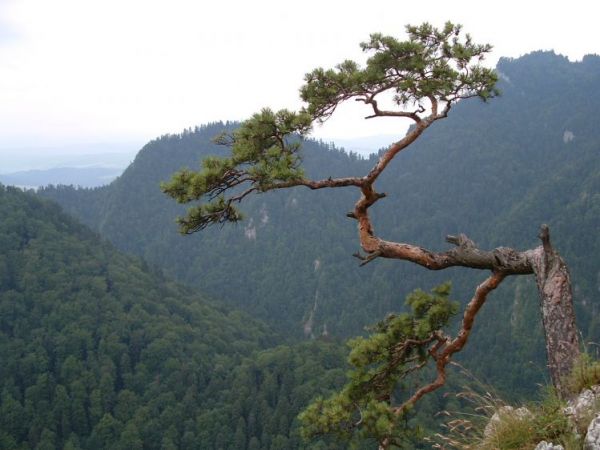 Pieniny - Sosna reliktowa