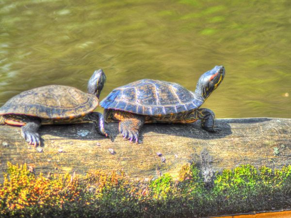 Wodzisławski Balaton