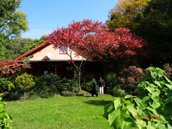 sumak odurzający - w bliskim otoczeniu dworu - w prześwitach, polanach parkowych : nasadzone różnorakie okazy drzew i krzewów.