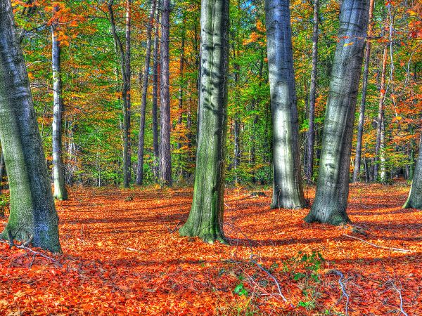 zdjecie Wodzisław Śląski