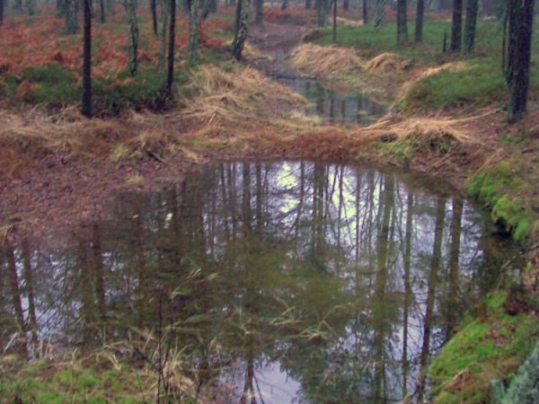 Piskory Młynik -Peat Bogs