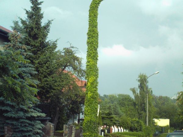 Zielona latarnia.ul. Suwalska.