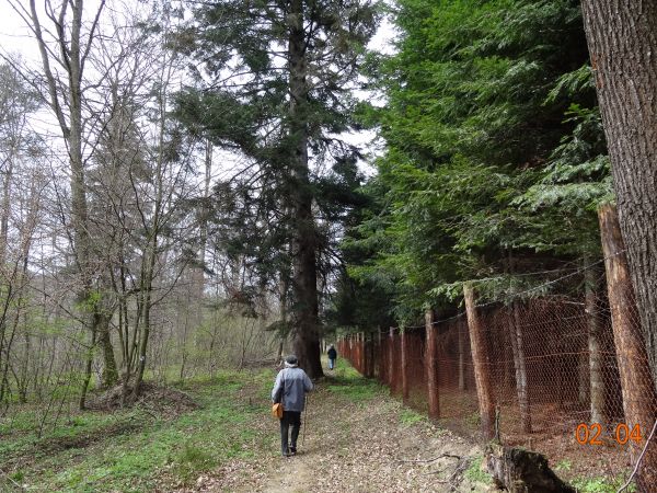 szlakiem spacerowym - przy ogrodzeniu rewiru Leśnictwa Kostryń.