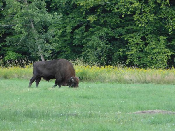 zdjecie Białowieża
