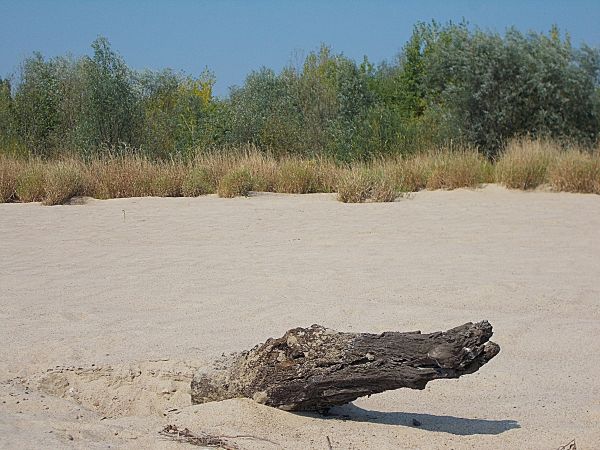 Jak widać na załączonym obrazku ,krokodyle zawitały nad Wisłę ,w końcu upały egipskie ! B-).