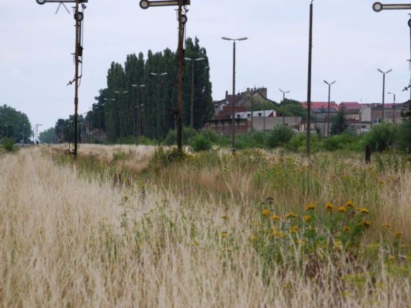 Piękna trawa   ładny widok