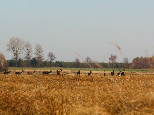 Tyniewickie torfowiska