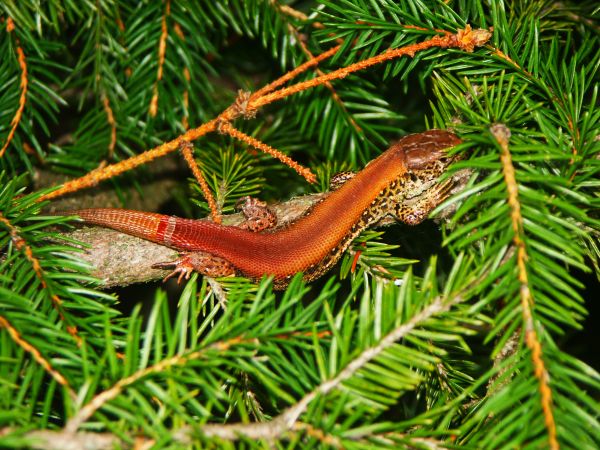 zdjecie Mały Bukowiec