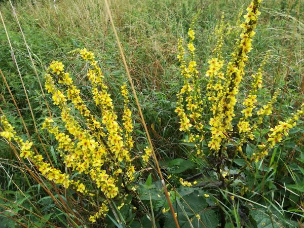 zdjecie Ozierany Małe