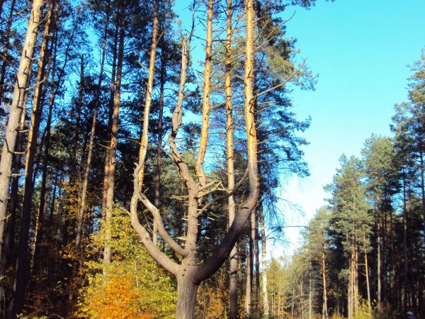 Jedna z licznych zniekształconych sosen w okolicznych lasach.