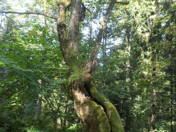 dziwy natury - ciekawostka przyrodnicza - te oczy kobry czy też ozdoba skrzydeł motyla rusałka - pawie oczko, a może inne...