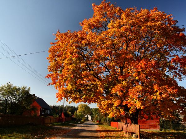 zdjecie Tyniewicze Duże