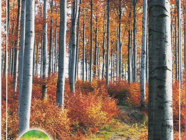 ze zbiorów prywatnych: materiały promujące czyste, zdrowe i przejrzyste lasy.