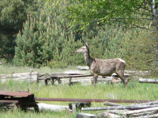 Łanie na polanie w Puchałowie