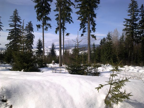 Różanka - żółtym szlakiem na Bochniak (713 m n.p.m.)