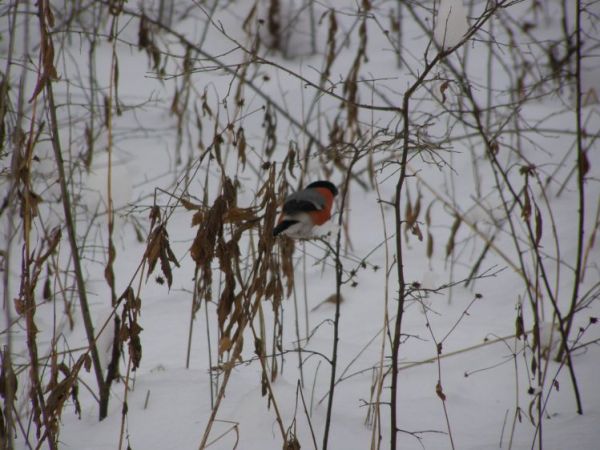 zdjecie Zalesie Górne