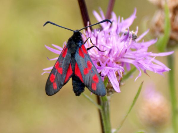 zdjecie Szalejów Górny