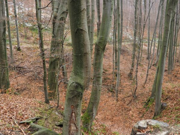 już od prawego brzegu Sanu w m. Międzybródź i dalej powyżej m. Liszna i tu na zboczach pasma  - i dalej - rozciąga się Park Krajobrazowy Gór Słonnych. Wspomnę t